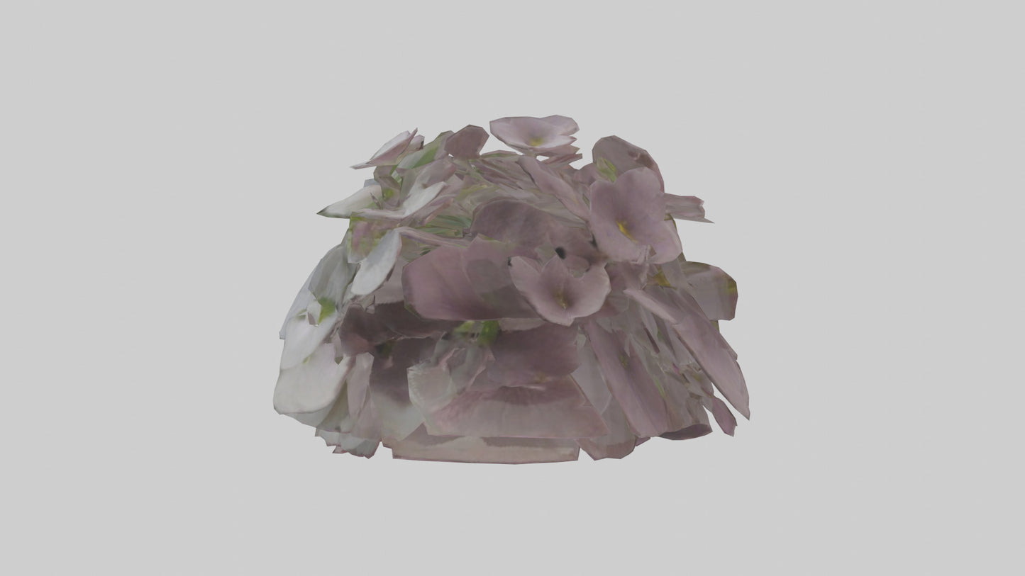 Oxalis model 3D model