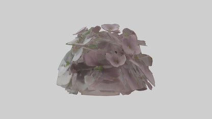 Oxalis model 3D model