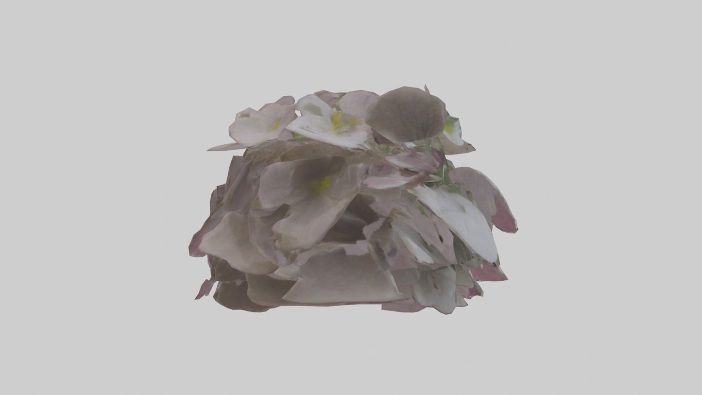 Oxalis model 3D model
