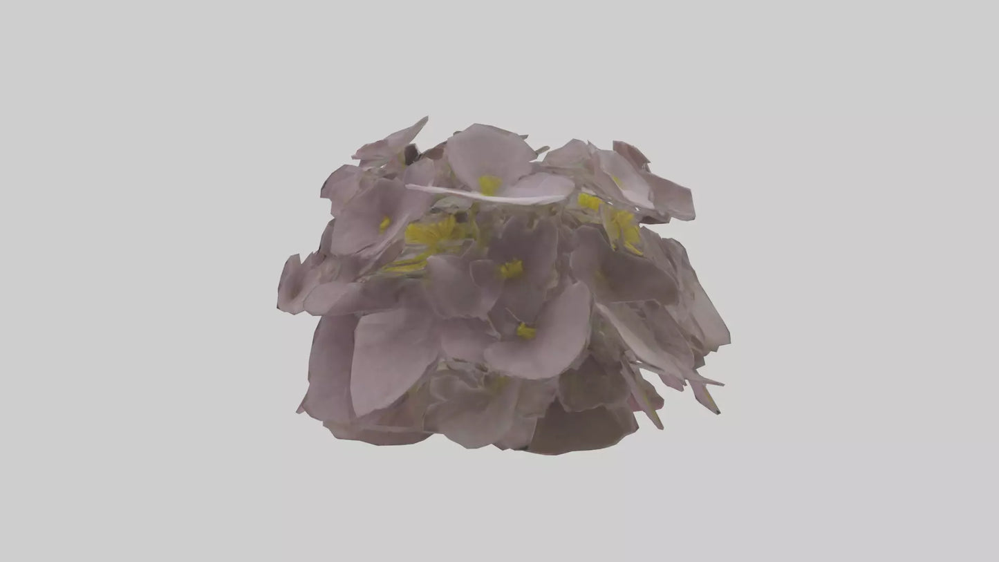 Oxalis model 3D model