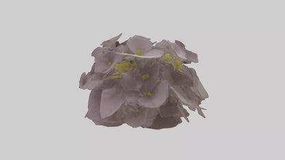 Oxalis model 3D model