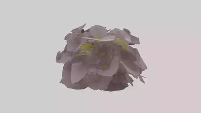 Oxalis model 3D model