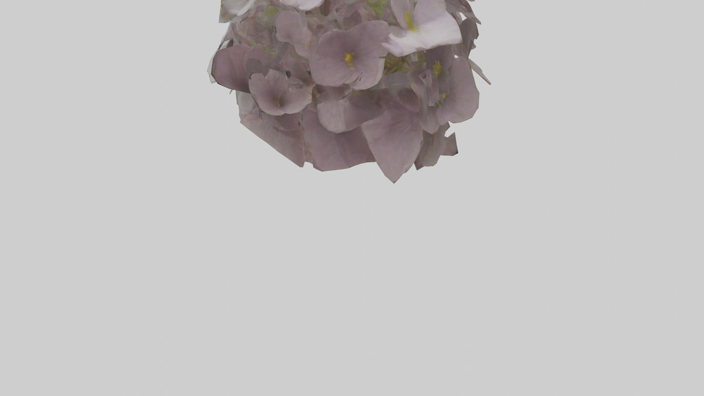Oxalis model 3D model