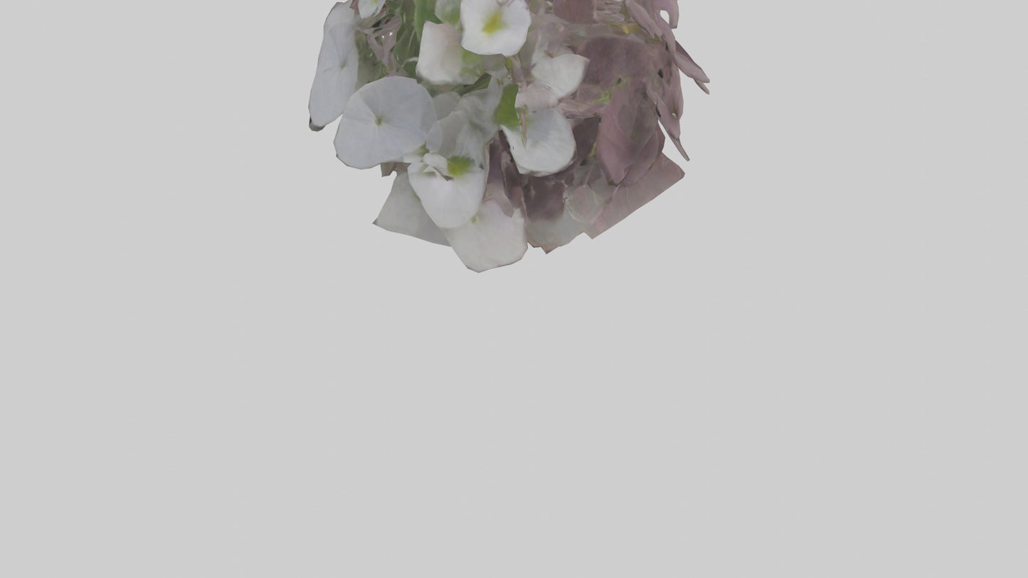 Oxalis model 3D model