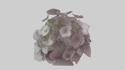 Oxalis model 3D model
