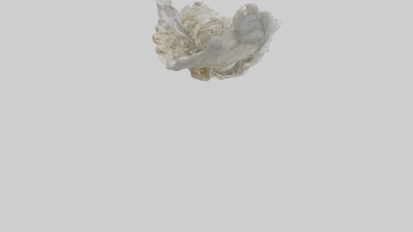 3D model Oyster Skeleton model VR / AR / low-poly