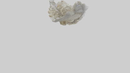 3D model Oyster Skeleton model VR / AR / low-poly