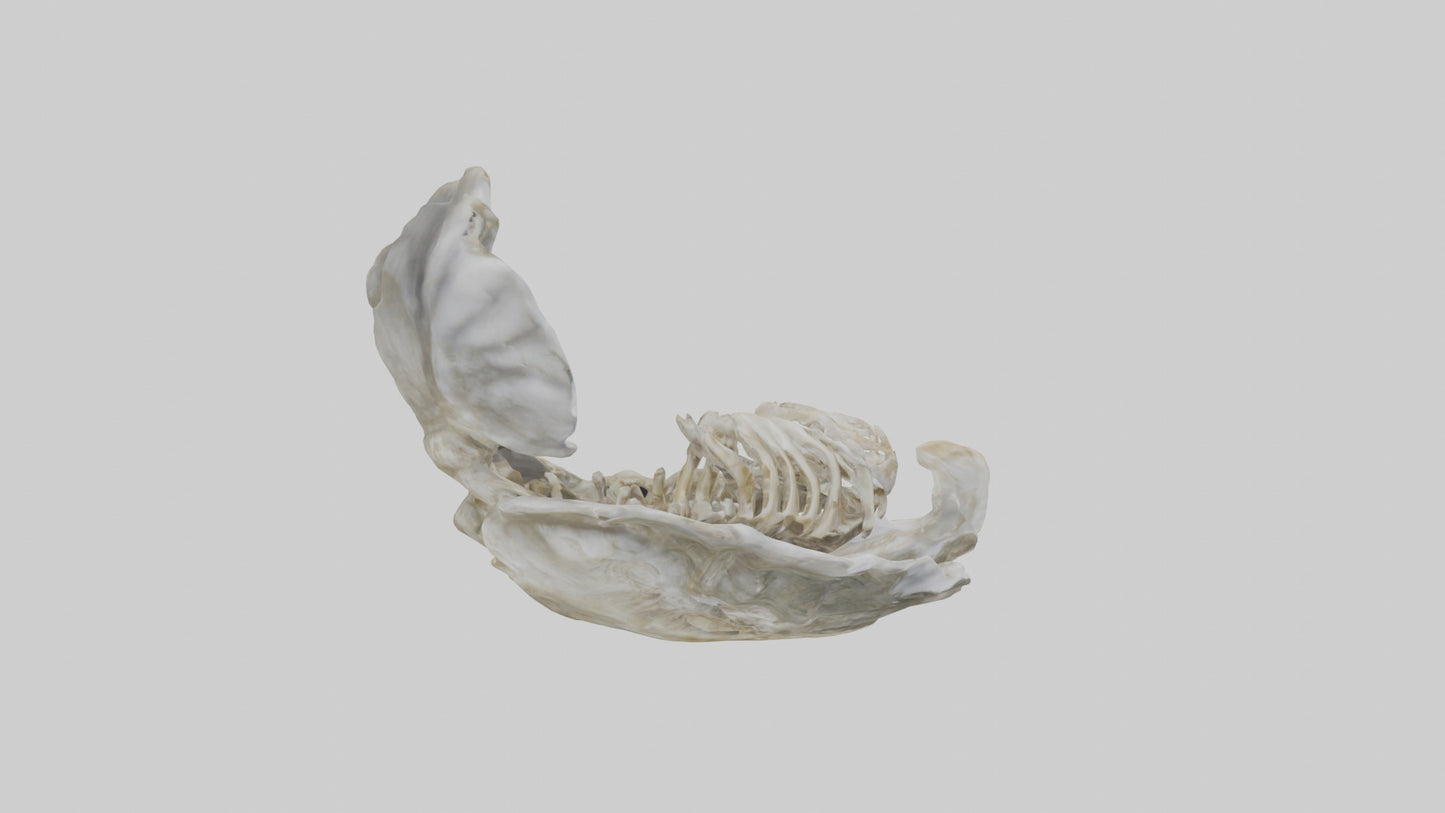 3D model Oyster Skeleton model VR / AR / low-poly