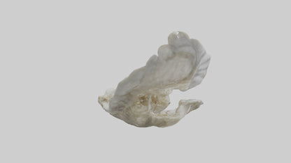3D model Oyster Skeleton model VR / AR / low-poly