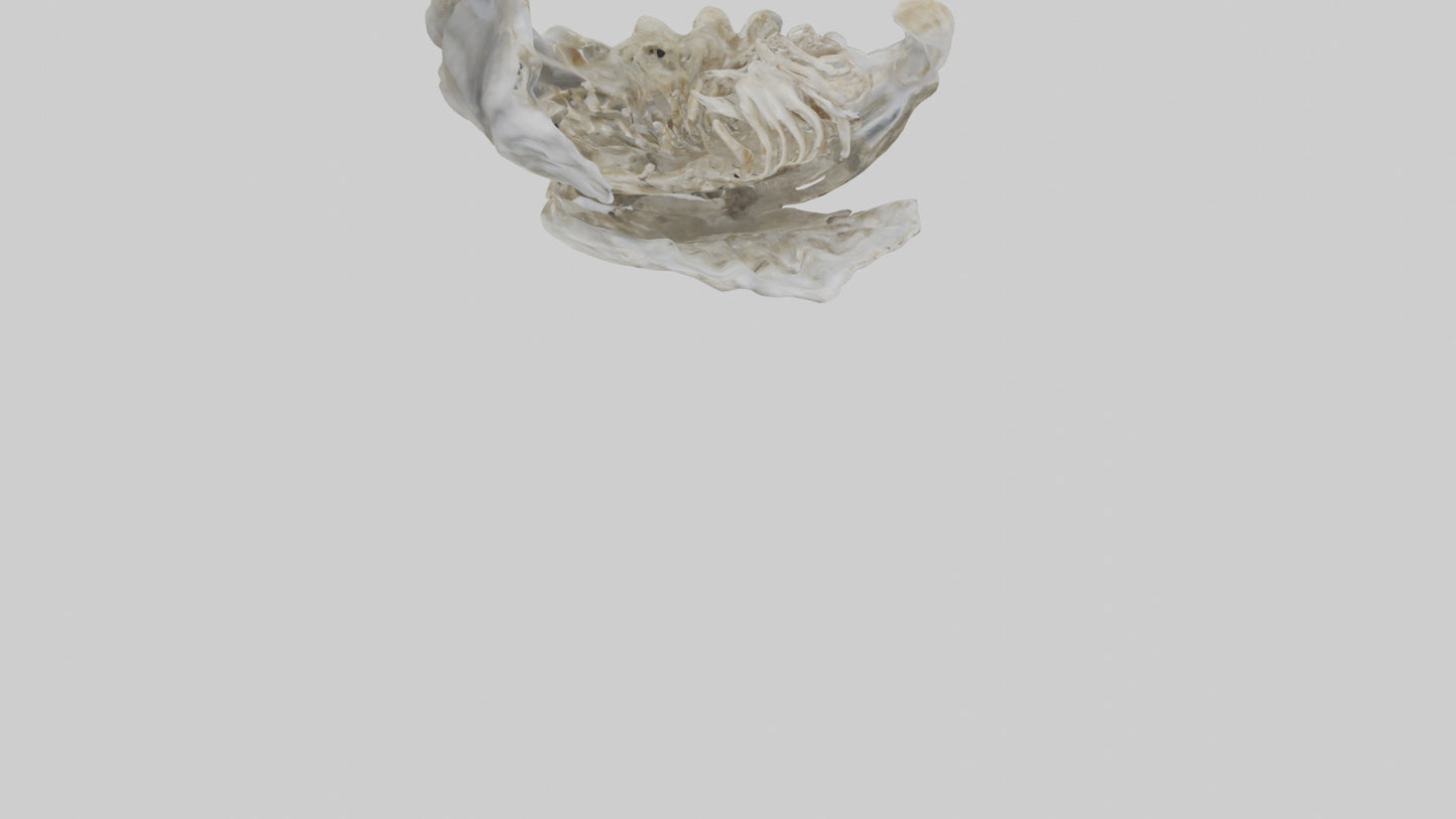 3D model Oyster Skeleton model VR / AR / low-poly