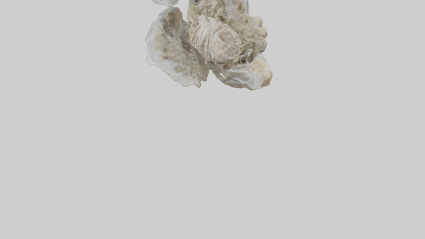 3D model Oyster Skeleton model VR / AR / low-poly
