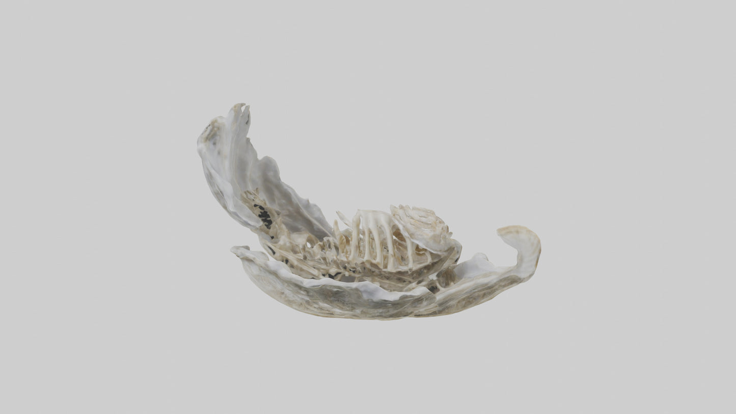 3D model Oyster Skeleton model VR / AR / low-poly