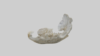 3D model Oyster Skeleton model VR / AR / low-poly