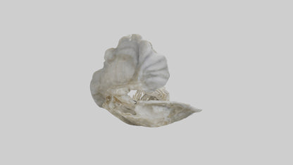 3D model Oyster Skeleton model VR / AR / low-poly