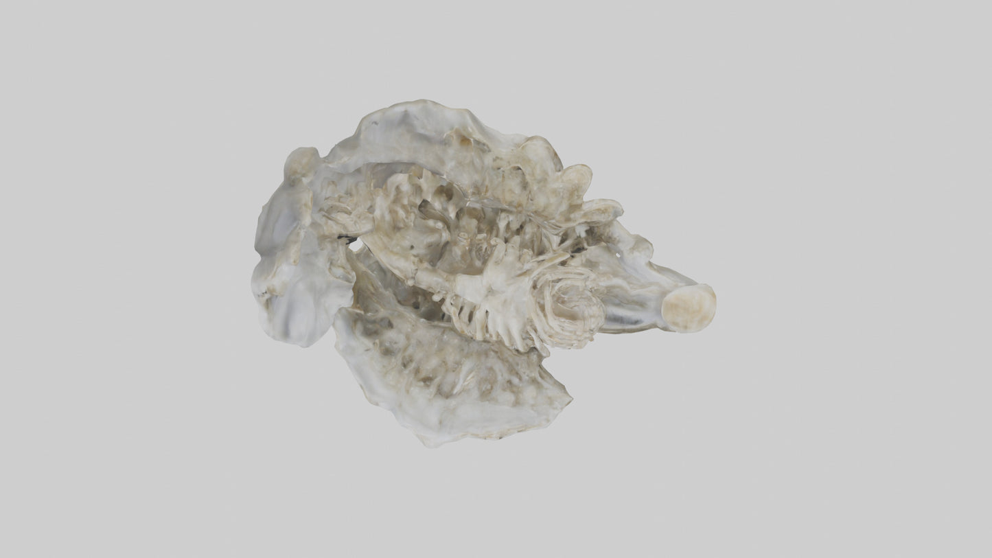 3D model Oyster Skeleton model VR / AR / low-poly