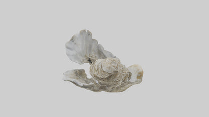 3D model Oyster Skeleton model VR / AR / low-poly