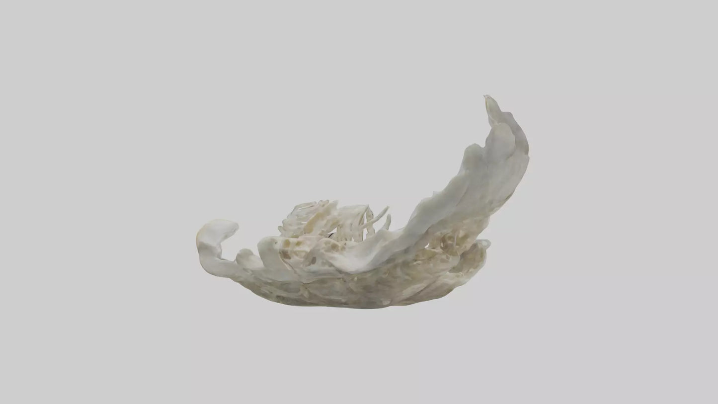 3D model Oyster Skeleton model VR / AR / low-poly