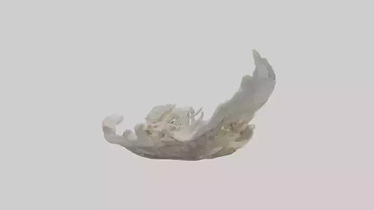 3D model Oyster Skeleton model VR / AR / low-poly
