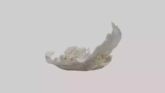 3D model Oyster Skeleton model VR / AR / low-poly