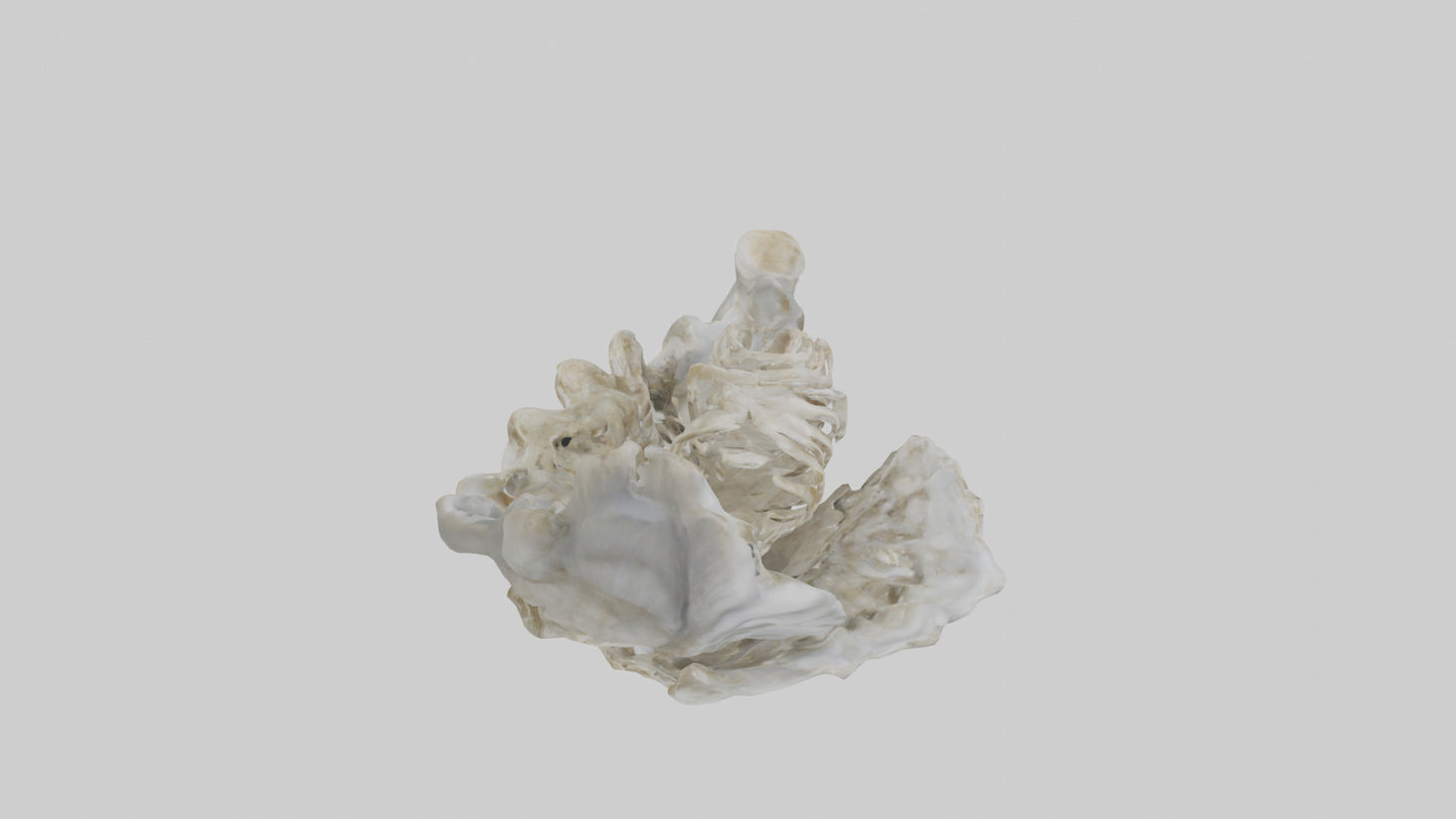 3D model Oyster Skeleton model VR / AR / low-poly