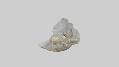 3D model Oyster Skeleton model VR / AR / low-poly