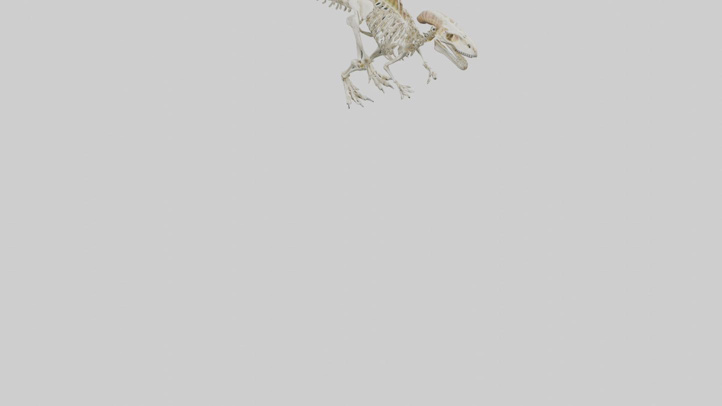3D model Pachycephalosaurus Skeleton model VR / AR / low-poly