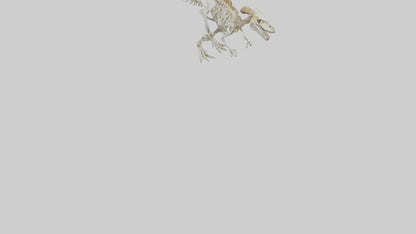 3D model Pachycephalosaurus Skeleton model VR / AR / low-poly