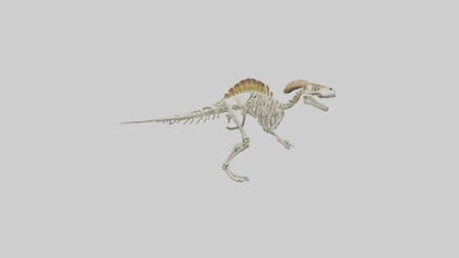 3D model Pachycephalosaurus Skeleton model VR / AR / low-poly