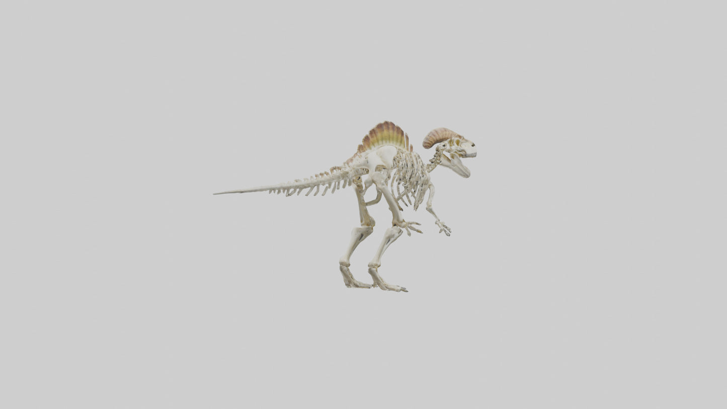 3D model Pachycephalosaurus Skeleton model VR / AR / low-poly