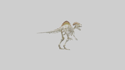 3D model Pachycephalosaurus Skeleton model VR / AR / low-poly