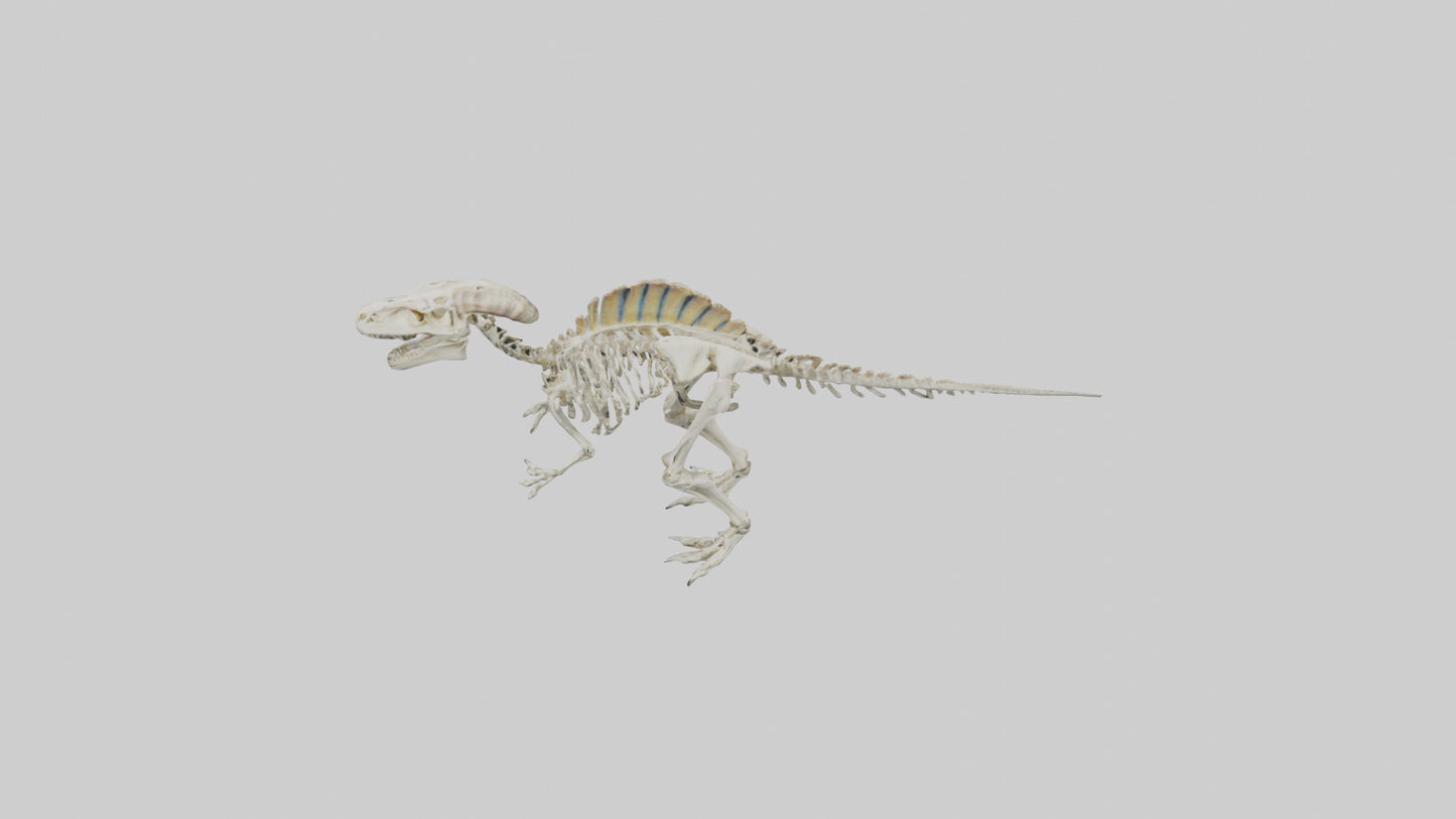 3D model Pachycephalosaurus Skeleton model VR / AR / low-poly