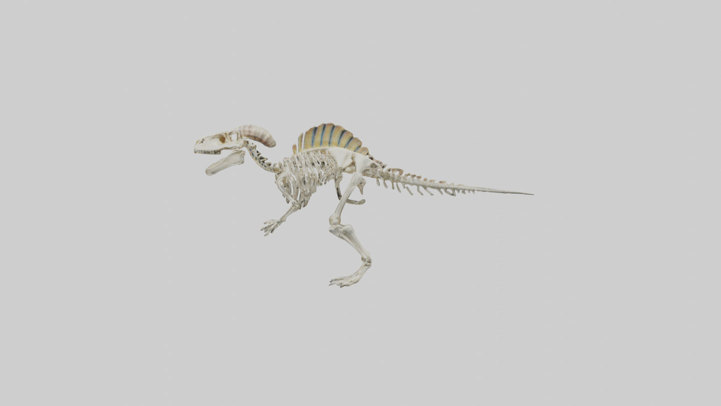 3D model Pachycephalosaurus Skeleton model VR / AR / low-poly