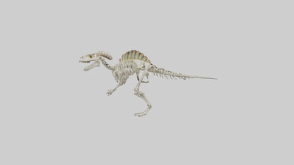 3D model Pachycephalosaurus Skeleton model VR / AR / low-poly
