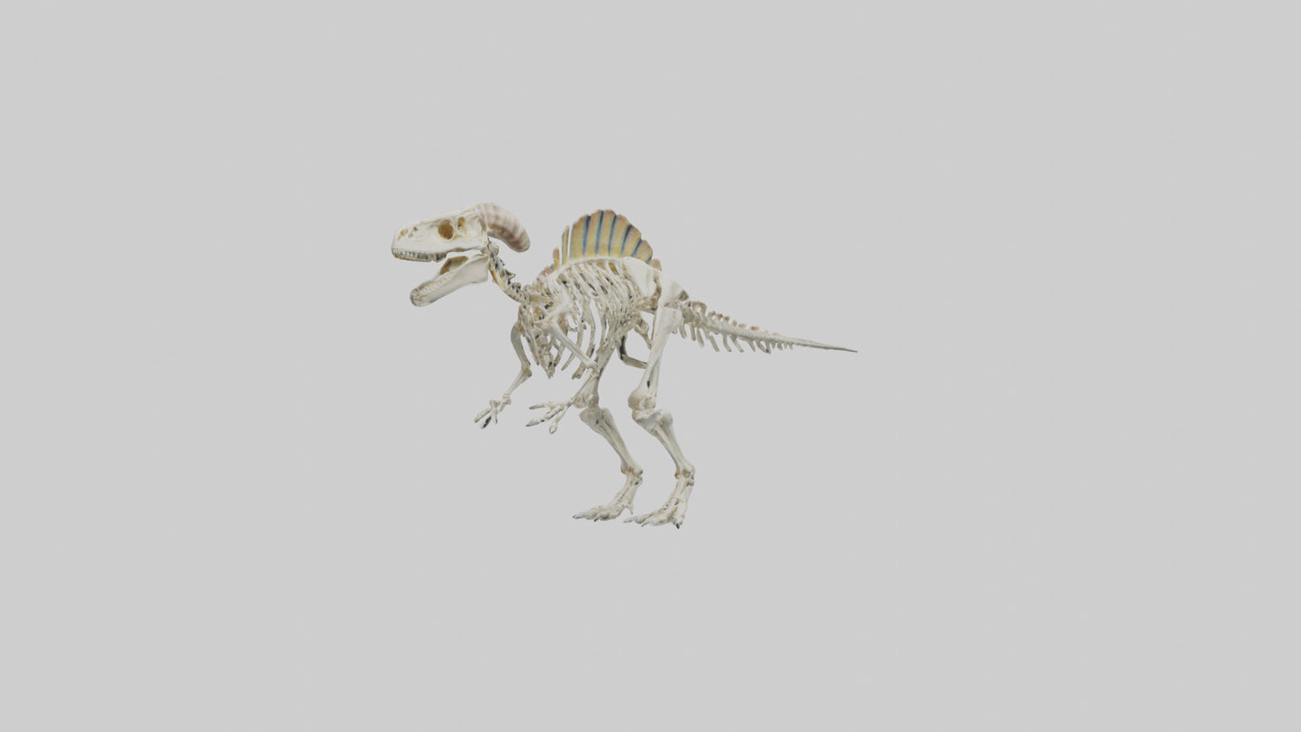 3D model Pachycephalosaurus Skeleton model VR / AR / low-poly