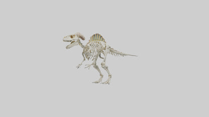 3D model Pachycephalosaurus Skeleton model VR / AR / low-poly
