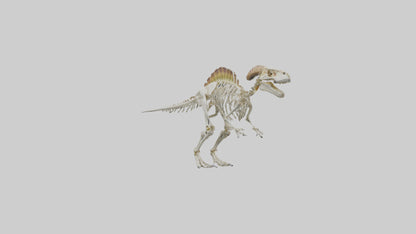 3D model Pachycephalosaurus Skeleton model VR / AR / low-poly