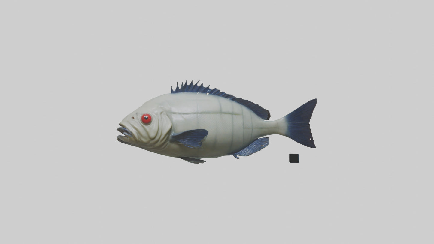 Pacu Fish swimming model VR / AR / low-poly