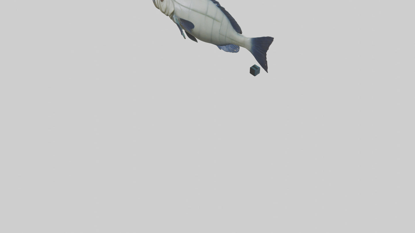 Pacu Fish swimming model VR / AR / low-poly