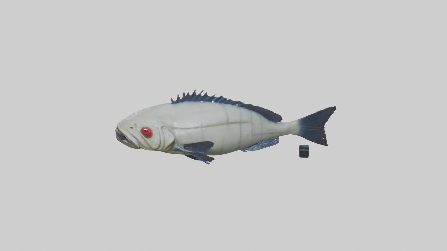 Pacu Fish swimming model VR / AR / low-poly