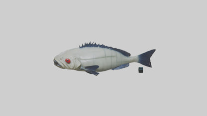Pacu Fish swimming model VR / AR / low-poly