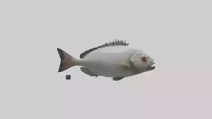 Pacu Fish swimming model VR / AR / low-poly