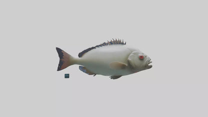 Pacu Fish swimming model VR / AR / low-poly