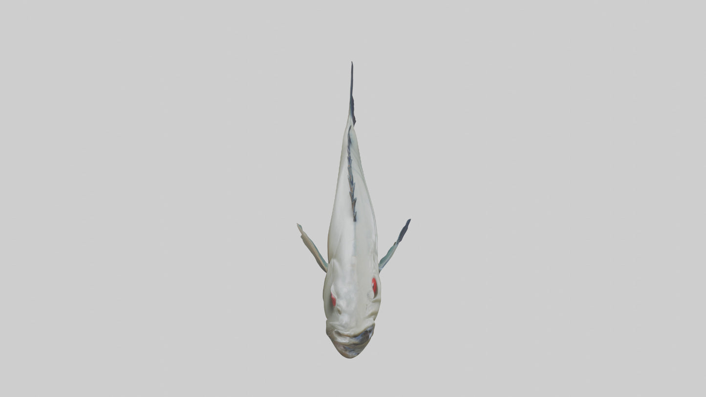 Pacu Fish swimming model VR / AR / low-poly