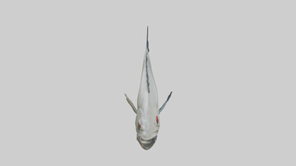 Pacu Fish swimming model VR / AR / low-poly