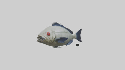 Pacu Fish swimming model VR / AR / low-poly