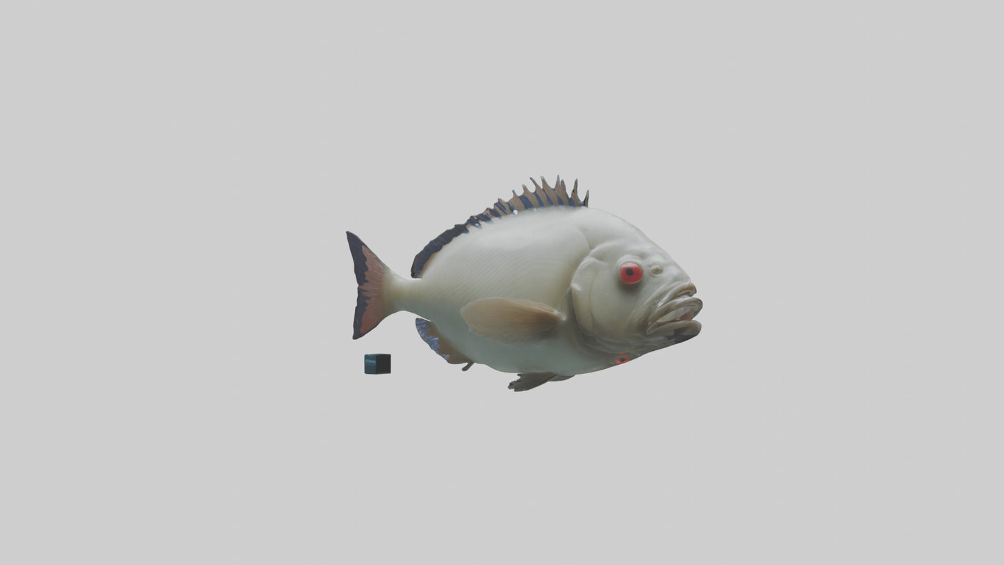 Pacu Fish swimming model VR / AR / low-poly