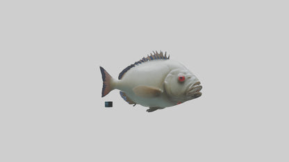 Pacu Fish swimming model VR / AR / low-poly