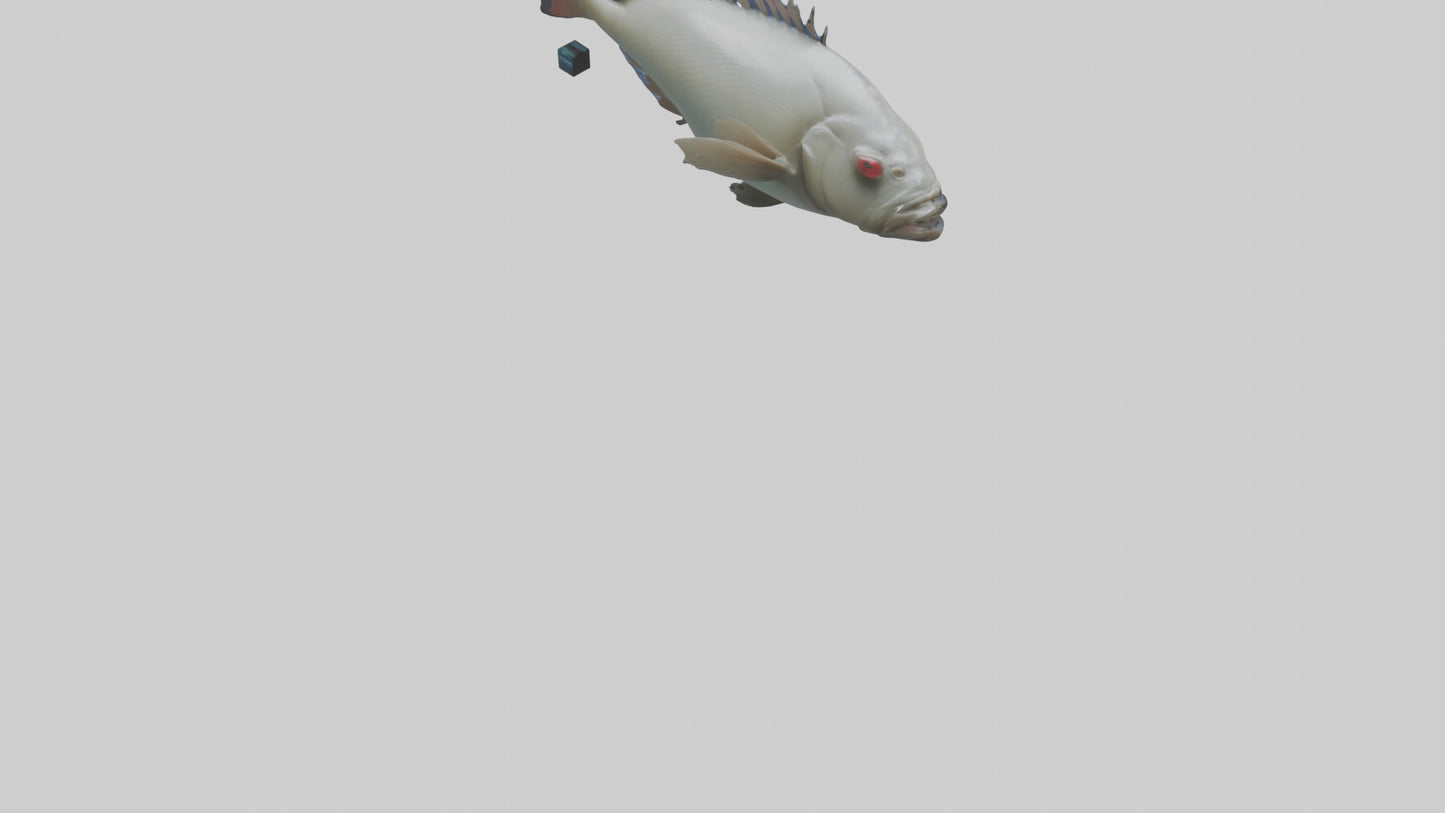 Pacu Fish swimming model VR / AR / low-poly