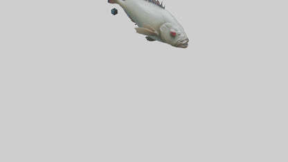 Pacu Fish swimming model VR / AR / low-poly