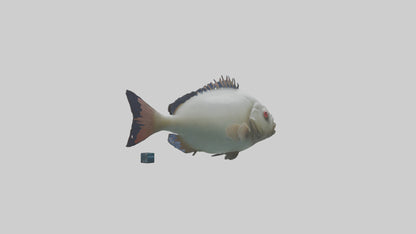 Pacu Fish swimming model VR / AR / low-poly
